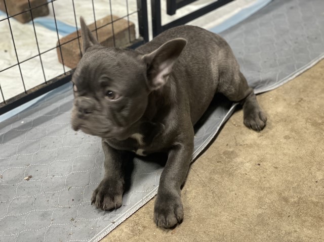 Rehoming French Bulldog