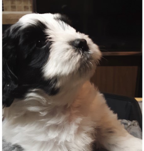 Maltese puppy for sale + 63845