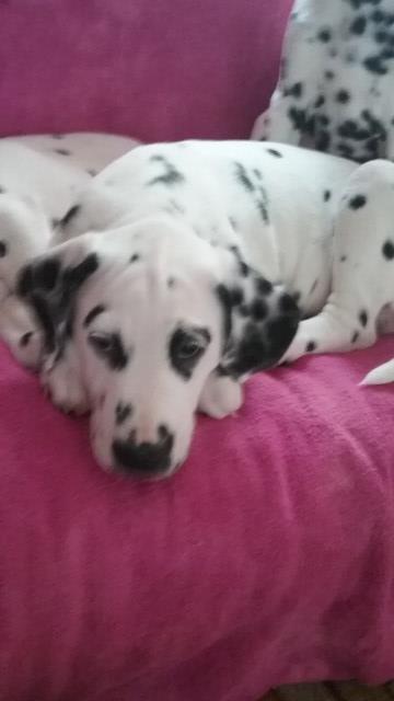 Dalmatian puppy for sale + 57940