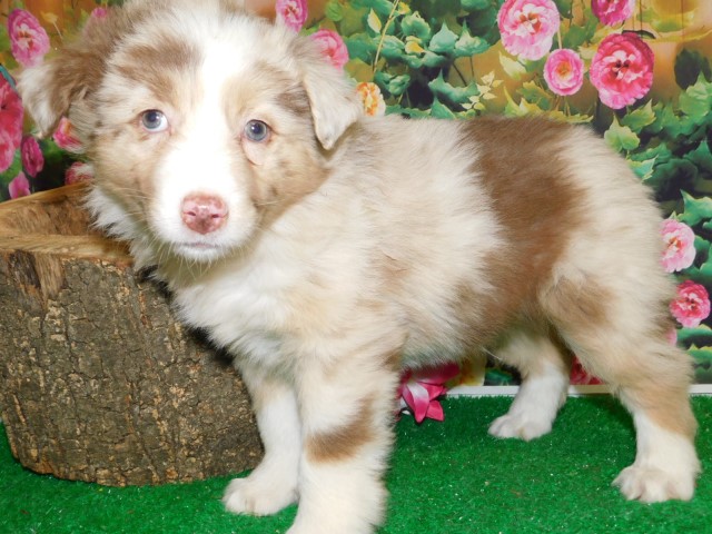 Australian Shepherd Dog puppy for sale + 64465