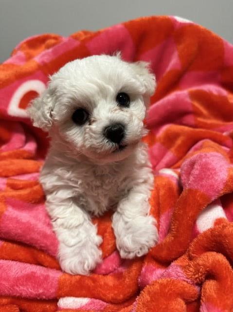 AKC Male Bichon Frise