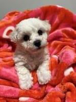 AKC Male Bichon Frise Bichon Frise for sale/adoption