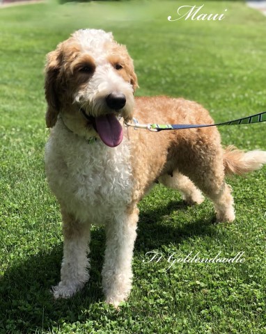 Looking to rehome Female Labradoodle- FREE