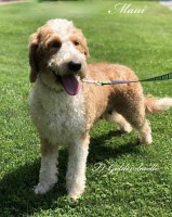Looking to rehome Female Labradoodle- FREE Labradoodle for sale/adoption