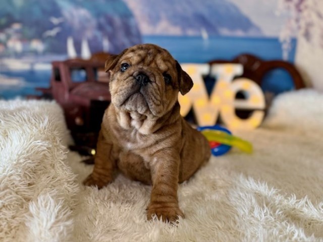English Bulldog puppy for sale + 66587