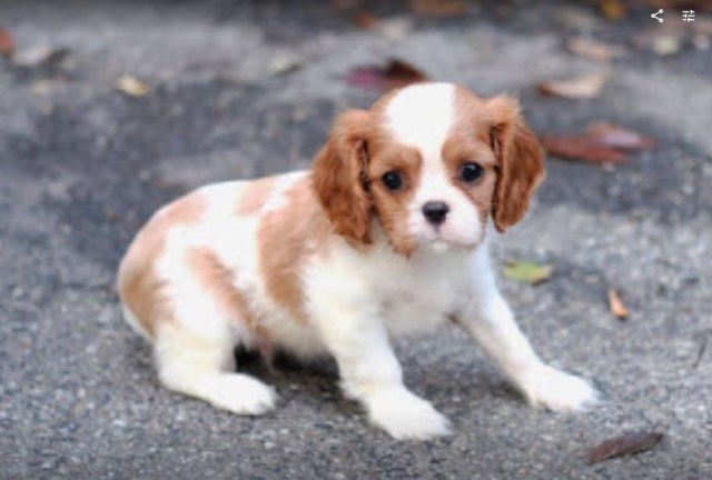 Cavalier King Charles Spaniel puppy for sale + 59260