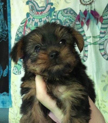 Yorkshire Terrier puppy for sale + 53024