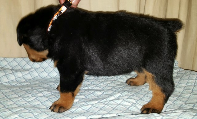 Rottweiler puppy for sale + 47562
