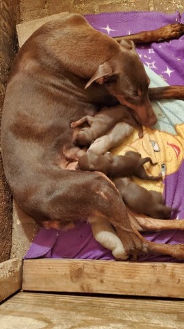 Doberman pinscher puppy