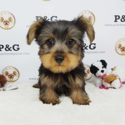 Yorkshire Terrier puppy for sale + 53617
