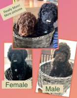 F2bb Goldendoodle Goldendoodle for sale/adoption