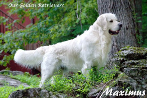 Golden Retriever puppy for sale + 63496