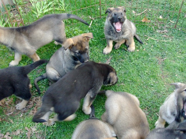 German Shepherd Dog puppy for sale + 63175