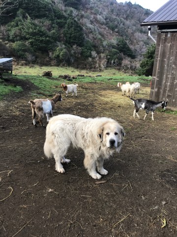 Great Pyrenees LGD pups