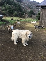 Great Pyrenees LGD pups Great Pyrenees for sale/adoption