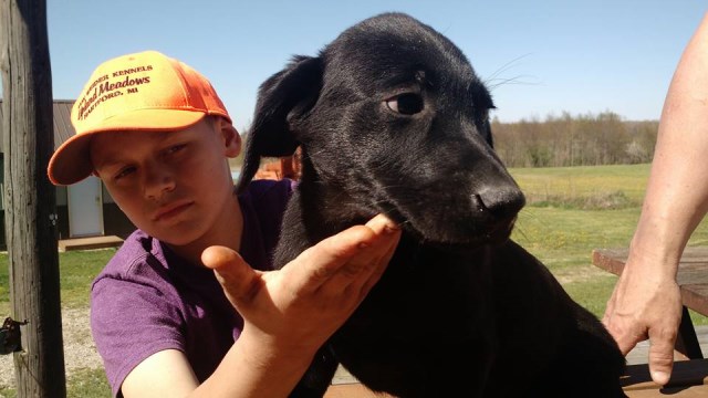Labrador Retriever puppy for sale + 49046