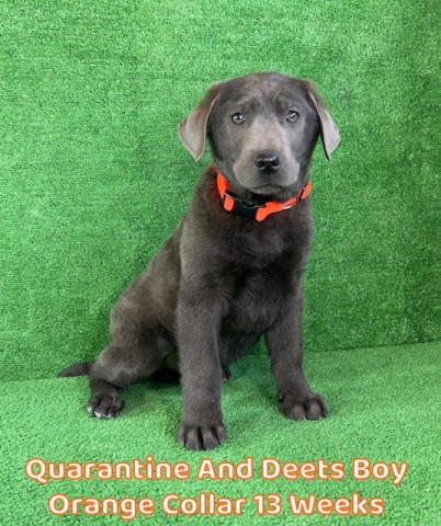 AKC Charcoal Male Lab Pup