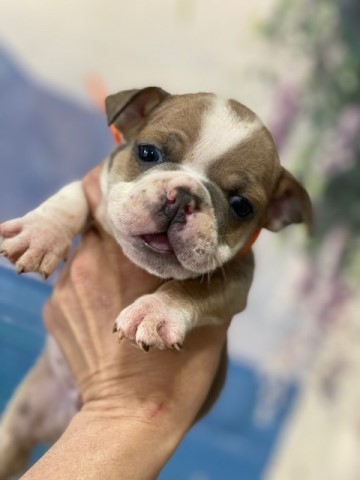 AKC, English Bulldog, Male, Red Sable, state licensed breeder