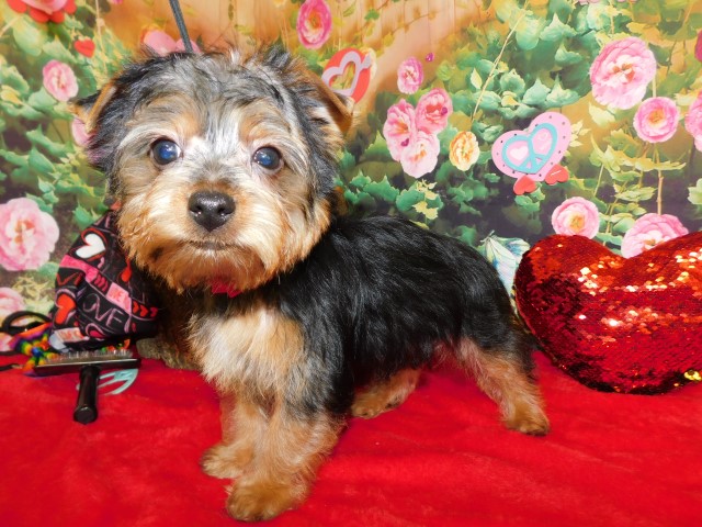 Toy Yorkshire Terriers. Nonshedding/Allergy Free.