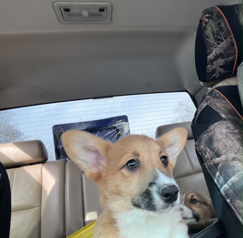Pembroke Welsh Corgi pups registered