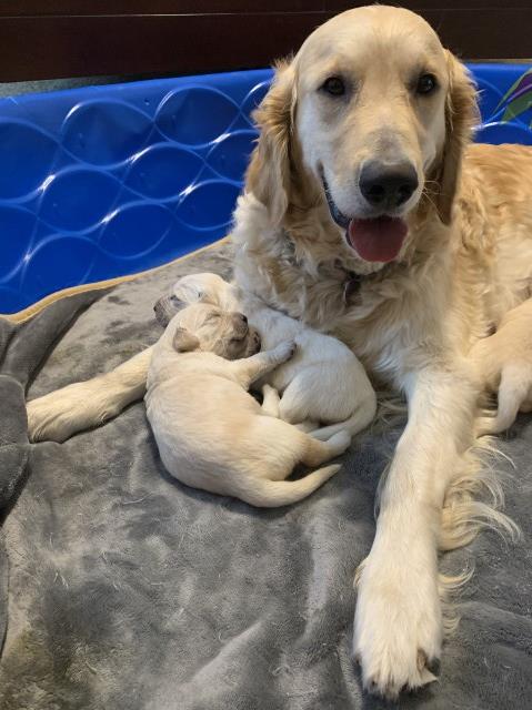 Golden Retriever puppies