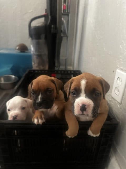 Boxer Fawn puppies ready to find a Home