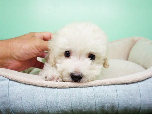 Maltipoo puppy for sale + 54881