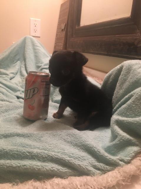 Shih Poo puppy for sale + 60701