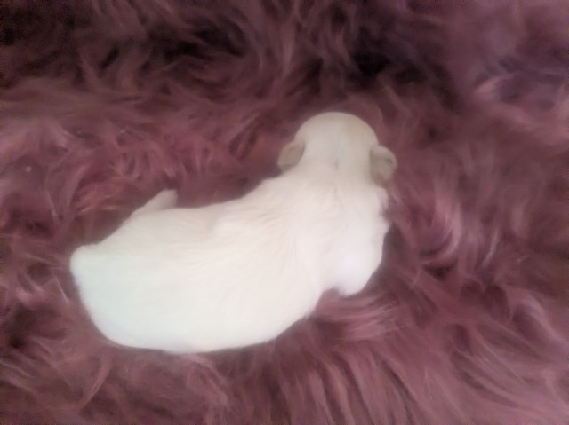 Chihuahua puppy for sale + 67111