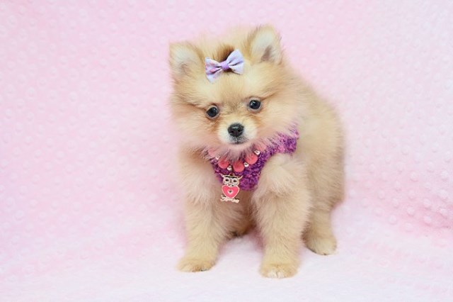 Pomeranian puppy for sale + 56526