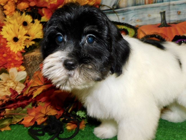 Shih Tzu puppy for sale + 64082