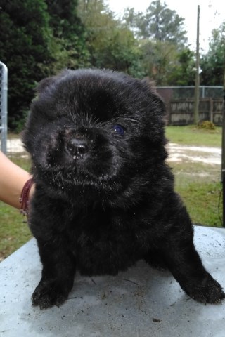 Chow Chow puppy for sale + 54274