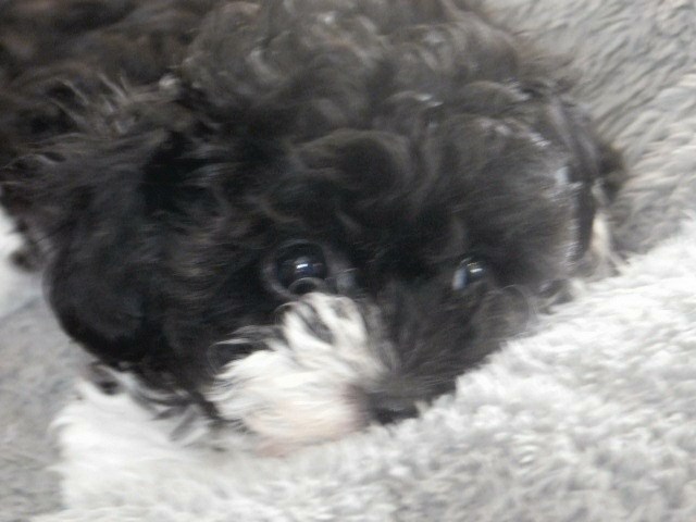 tiny toy male poodle