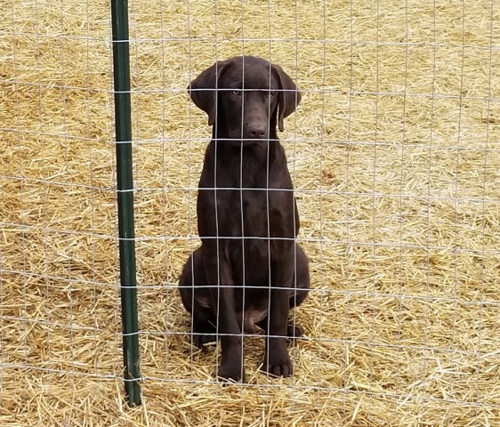 AKC (MH) Bloodline Labrador Retriever 6 Month Old Male!!!