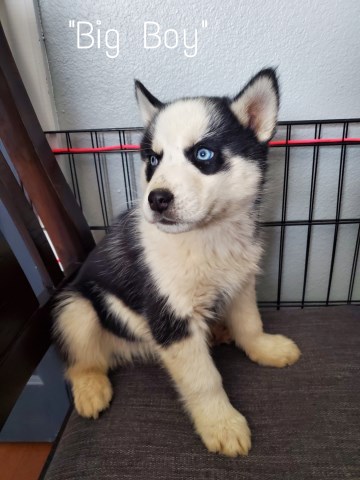 Husky Male "Big Boy"