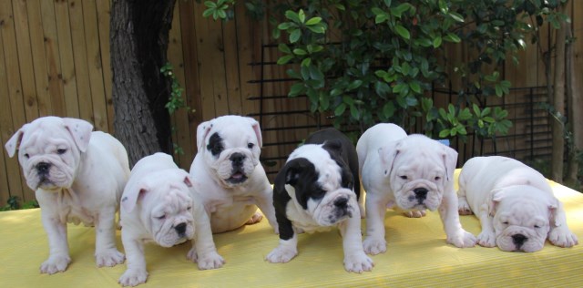 English Bulldog puppy for sale + 49088