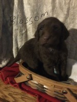 F1 Double Doodle Labradoodle for sale/adoption