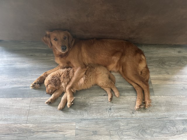 Golden Retriever puppy for sale + 64852