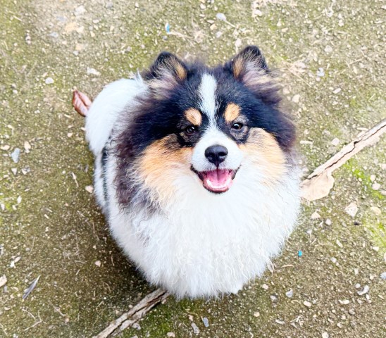 CKC Pomeranian: BUDDY BOY