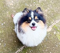 CKC Pomeranian: BUDDY BOY Pomeranian for sale/adoption