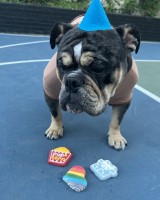 Stud Service: Beautiful Tri Merle Olde English Bulldog English Bulldog for sale/adoption