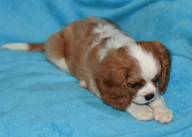 Cavalier King Charles Spaniel puppy for sale + 59372
