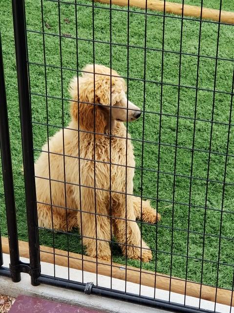 14 month old Standard Poodle Apricot Female