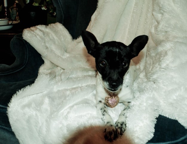 Toy Fox Terrier Designer, female  Name: Dolly