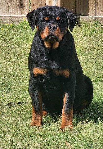 German rottweiler pup