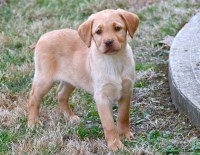AKC Fox Red Labrador Retriever Puppies for Sale! Labrador Retriever for sale/adoption