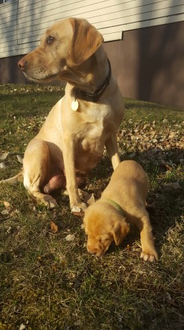 Labrador Retriever puppy for sale + 52906