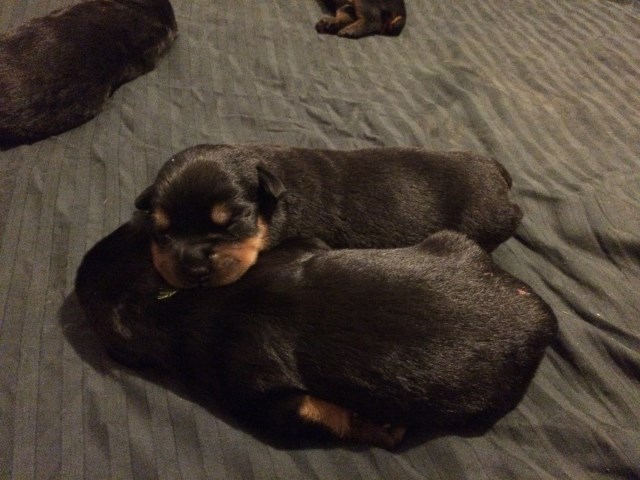 Rottweiler Puppy Dog For Sale In Vancouver Washington