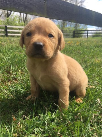 AKC Labrador Retriever puppy (male-yellow)