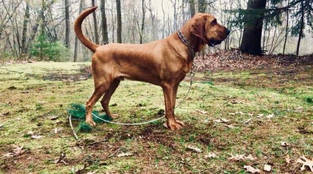 Bloodhound - trained deer tracker